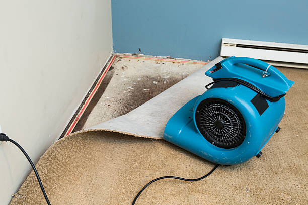 Best Basement water damage restoration  in Whitefish Bay, WI
